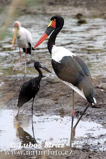 Bocian sedlatý (Ephippiorhynchus senegalensis)