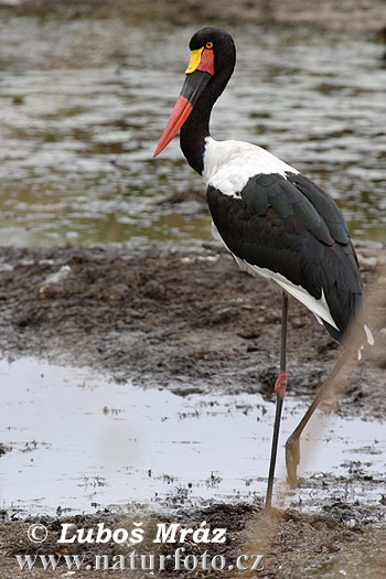 Bocian sedlatý (Ephippiorhynchus senegalensis)