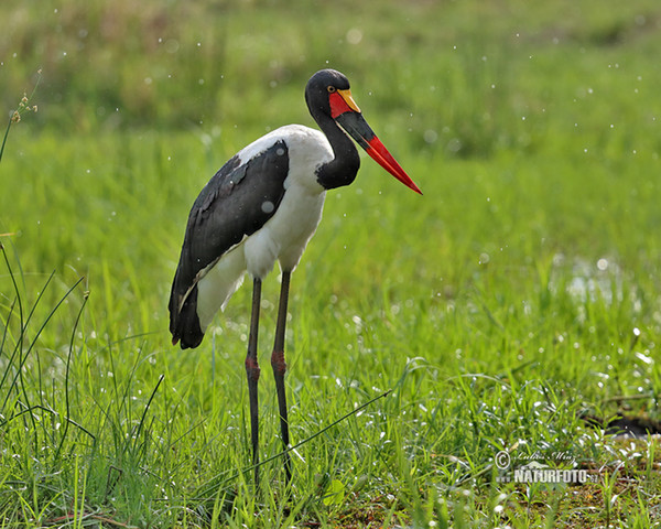 Bocian sedlatý (Ephippiorhynchus senegalensis)