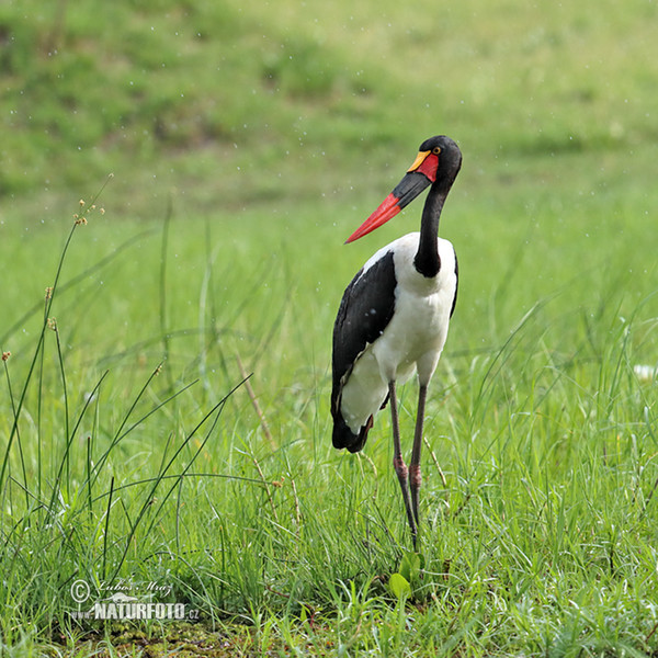 Bocian sedlatý (Ephippiorhynchus senegalensis)