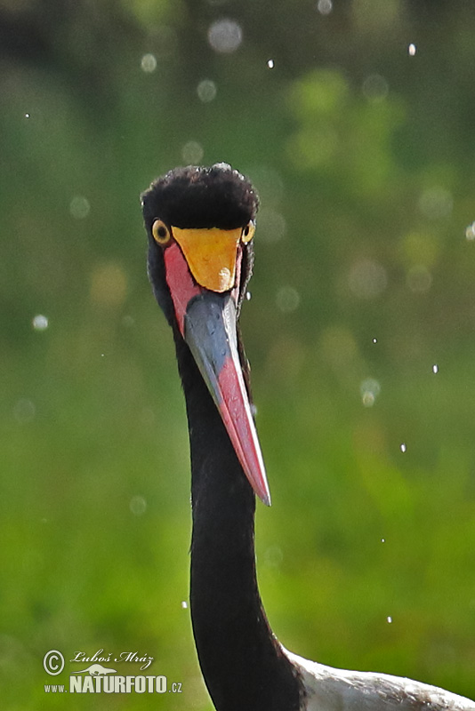 Bocian sedlatý (Ephippiorhynchus senegalensis)