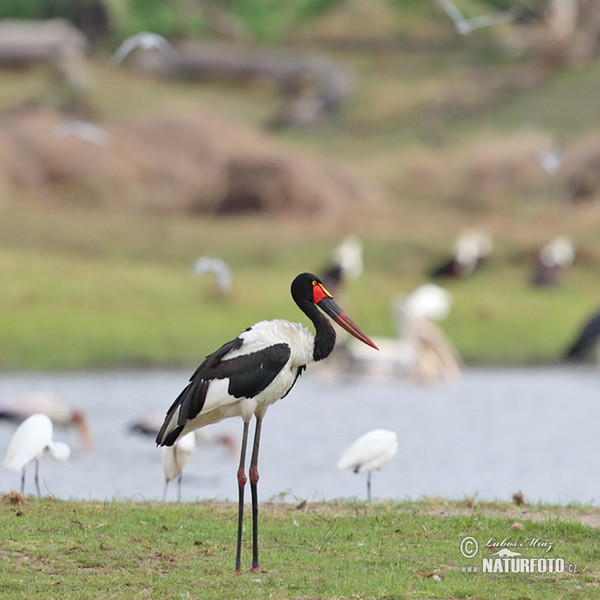 Bocian sedlatý (Ephippiorhynchus senegalensis)