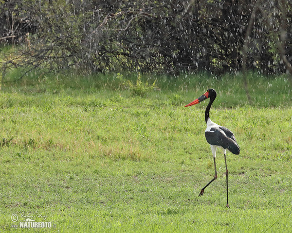 Bocian sedlatý (Ephippiorhynchus senegalensis)