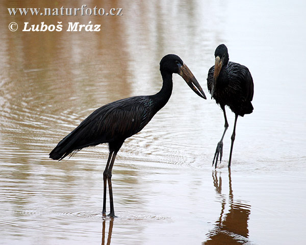 Bocian šupinkavý (Anastomus lamelligerus)