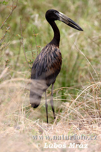 Bocian šupinkavý (Anastomus lamelligerus)