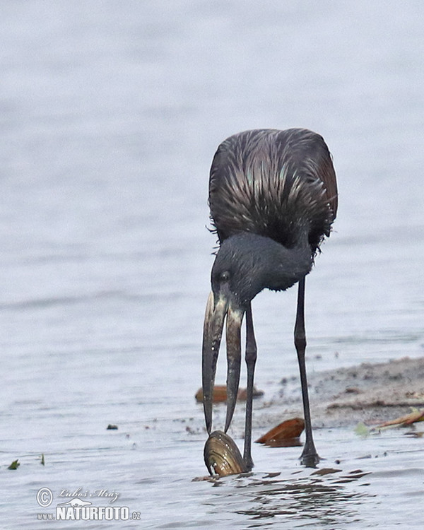 Bocian šupinkavý (Anastomus lamelligerus)