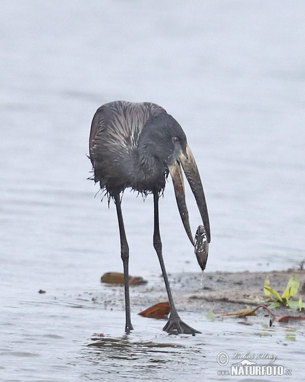 Bocian šupinkavý (Anastomus lamelligerus)