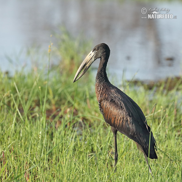 Bocian šupinkavý (Anastomus lamelligerus)