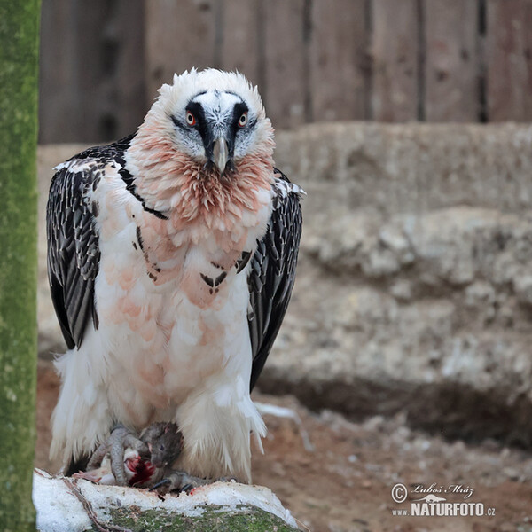 Bradán žltohlavý (Gypaetus barbatus)