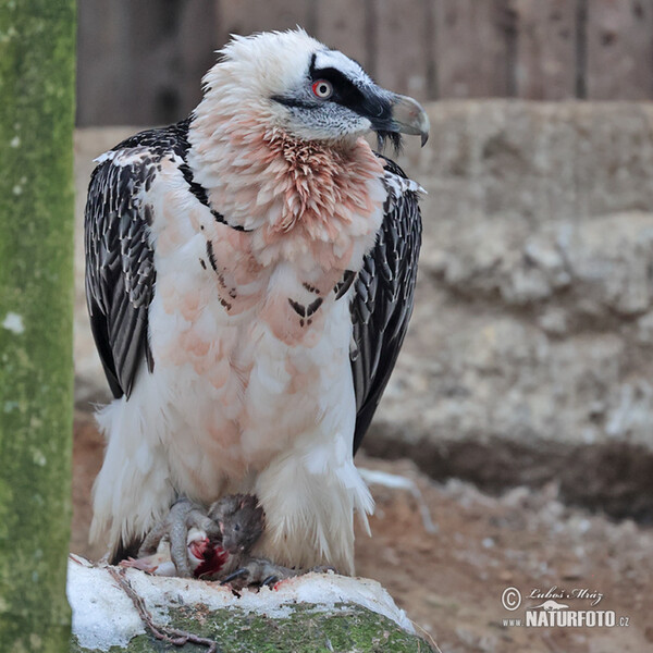 Bradán žltohlavý (Gypaetus barbatus)