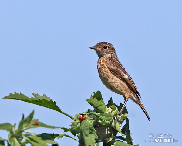 Bramborníček černohlavý (Saxicola torquata)