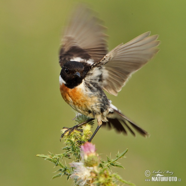 Bramborníček černohlavý (Saxicola torquata)