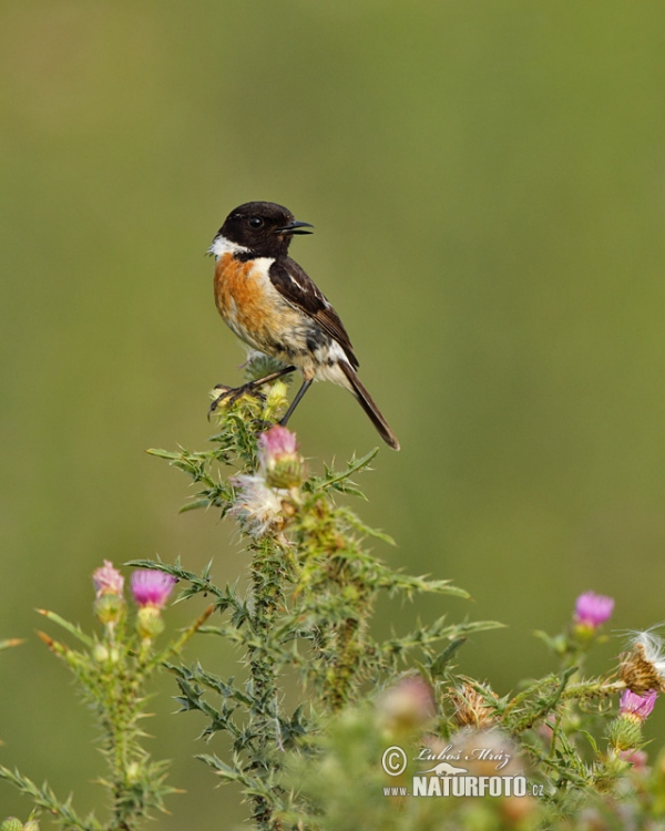 Bramborníček černohlavý (Saxicola torquata)