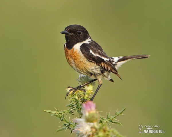 Bramborníček černohlavý (Saxicola torquata)