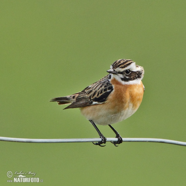 Bramborníček hnědý (Saxicola rubetra)