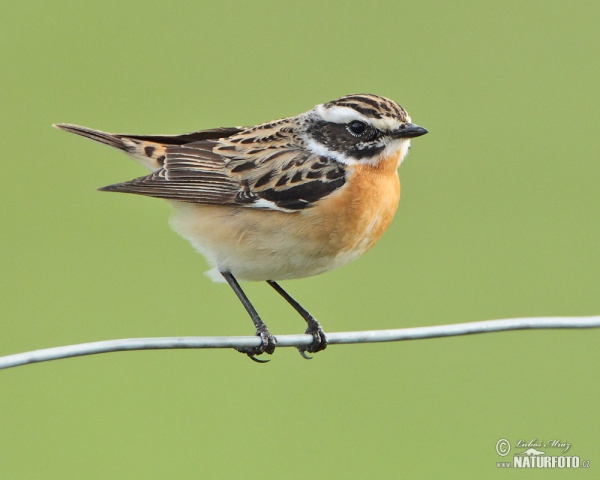 Bramborníček hnědý (Saxicola rubetra)