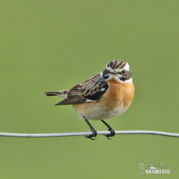 Bramborníček hnědý (Saxicola rubetra)