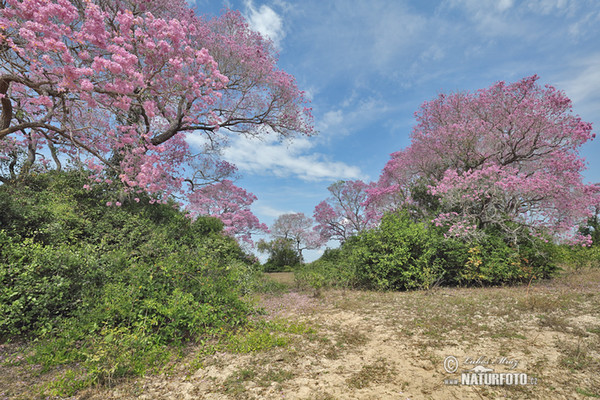 Brazílie, BR (Brasil, BR)