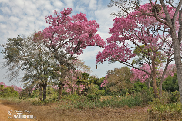 Brazílie, BR (Brasil, BR)