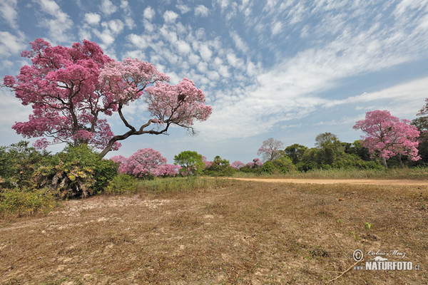 Brazílie, BR (Brasil, BR)