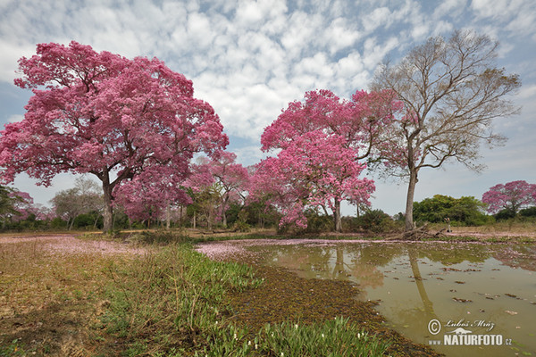 Brazílie, BR (Brasil, BR)