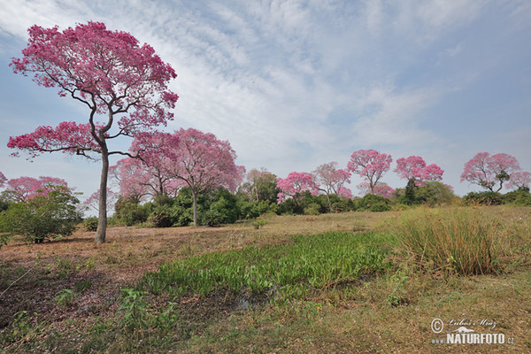 Brazílie, BR (Brasil, BR)