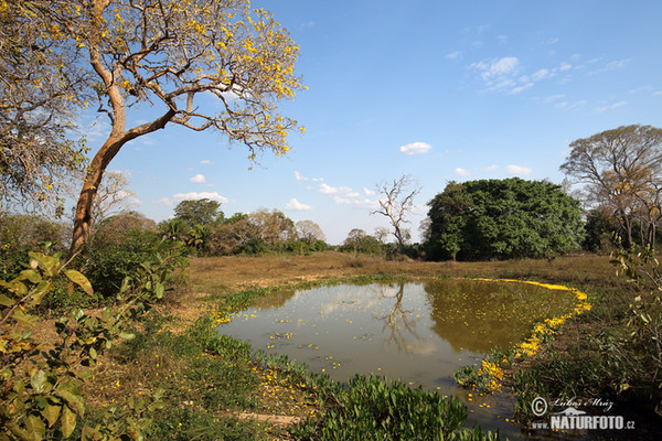 Brazílie, BR (Brasil, BR)