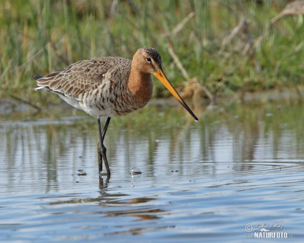 Brehár čiernochvostý (Limosa limosa)