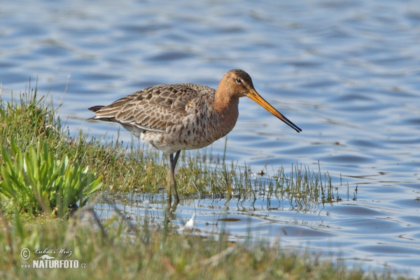 Brehár čiernochvostý (Limosa limosa)