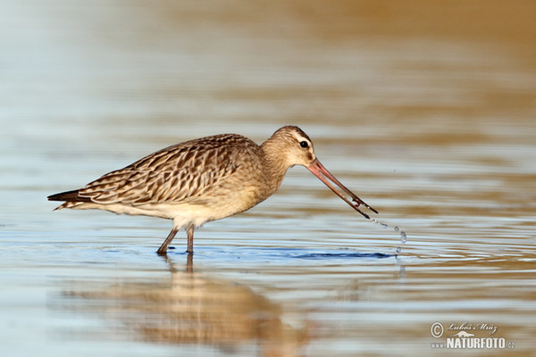 Břehouš rudý (Limosa lapponica)