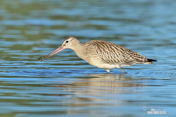 Břehouš rudý (Limosa lapponica)