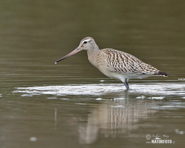 Břehouš rudý (Limosa lapponica)