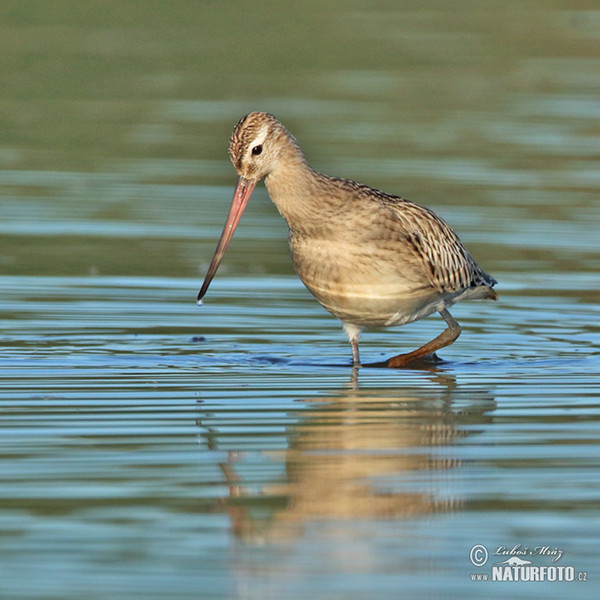 Břehouš rudý (Limosa lapponica)