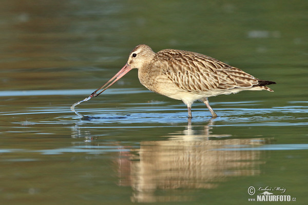 Břehouš rudý (Limosa lapponica)