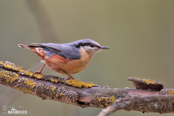 Brhlík lesní (Sitta europaea)