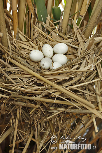 Bučiačik močiarny (Ixobrychus minutus)