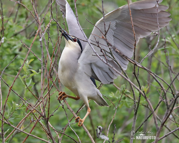 Bučiak chavkoš nočný (Nycticorax nycticorax)