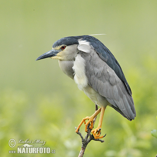 Bučiak chavkoš nočný (Nycticorax nycticorax)