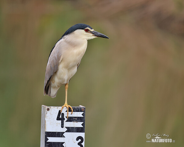 Bučiak chavkoš nočný (Nycticorax nycticorax)