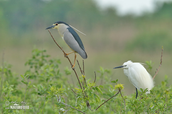 Bučiak chavkoš nočný (Nycticorax nycticorax)