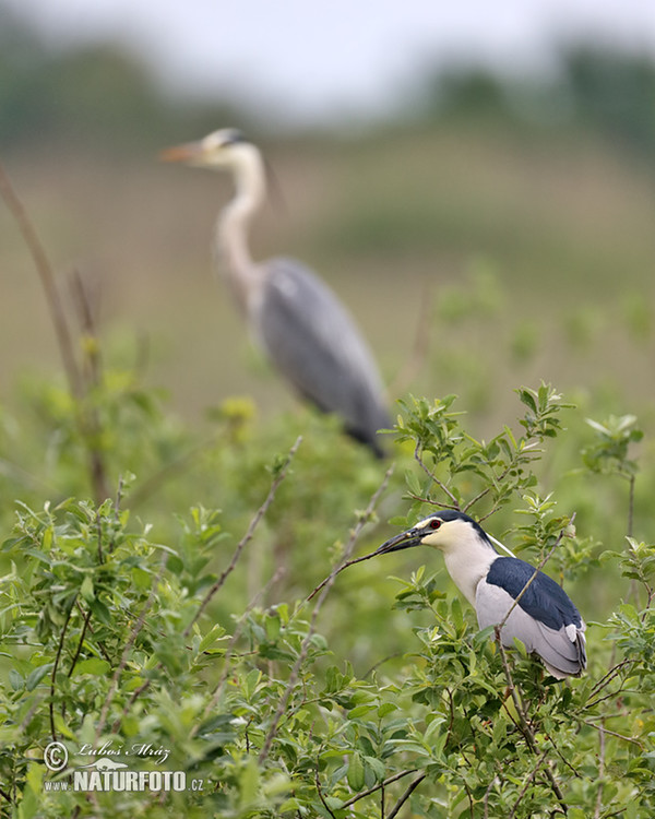 Bučiak chavkoš nočný (Nycticorax nycticorax)