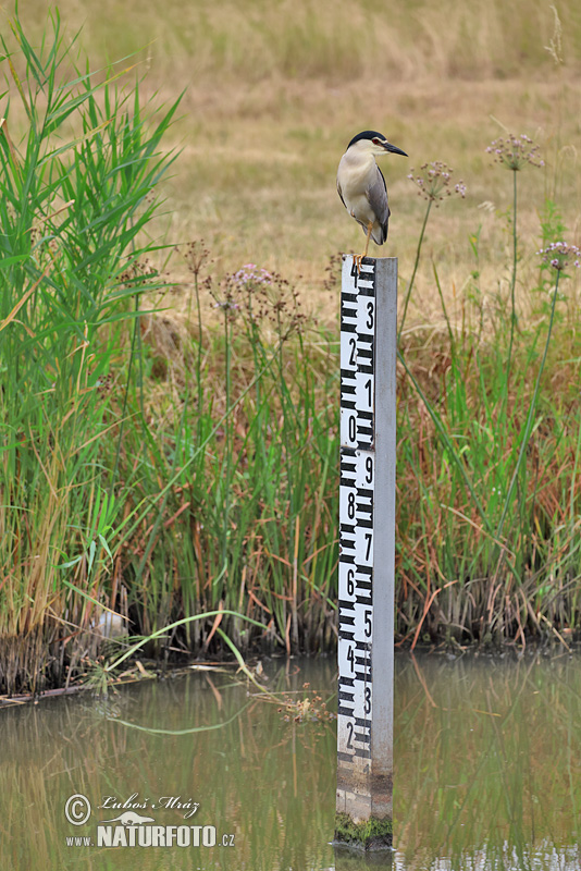 Bučiak chavkoš nočný (Nycticorax nycticorax)