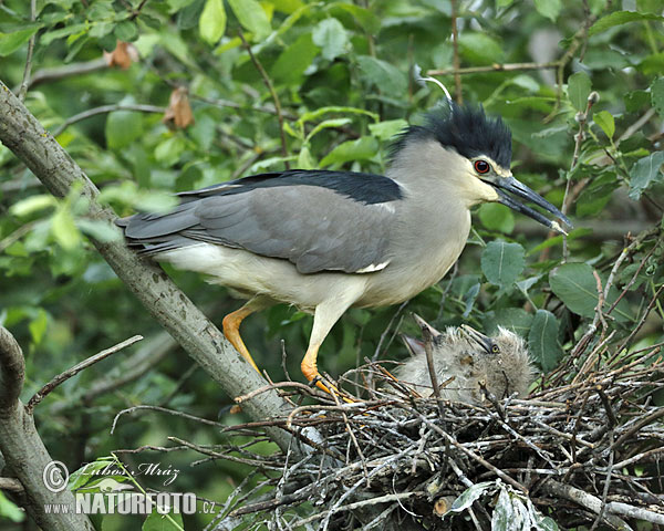 Bučiak chavkoš nočný (Nycticorax nycticorax)