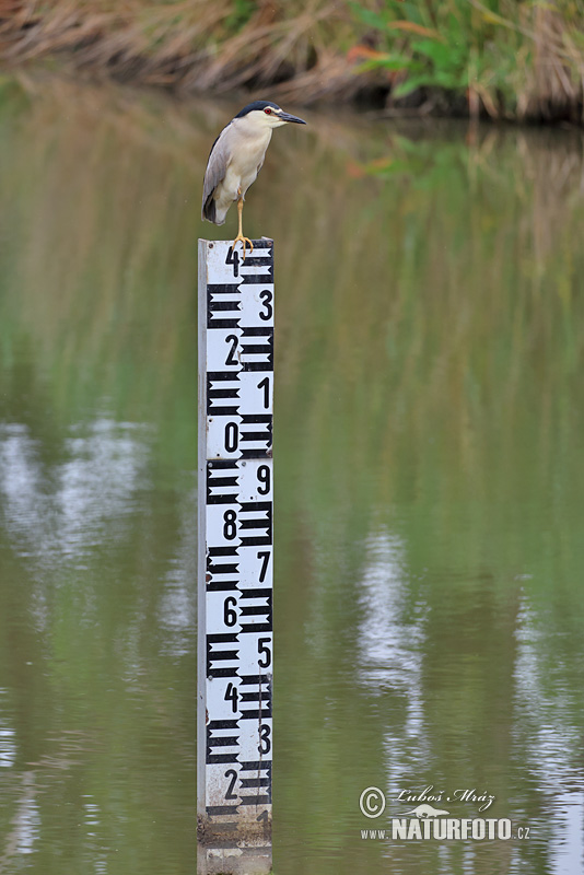 Bučiak chavkoš nočný (Nycticorax nycticorax)