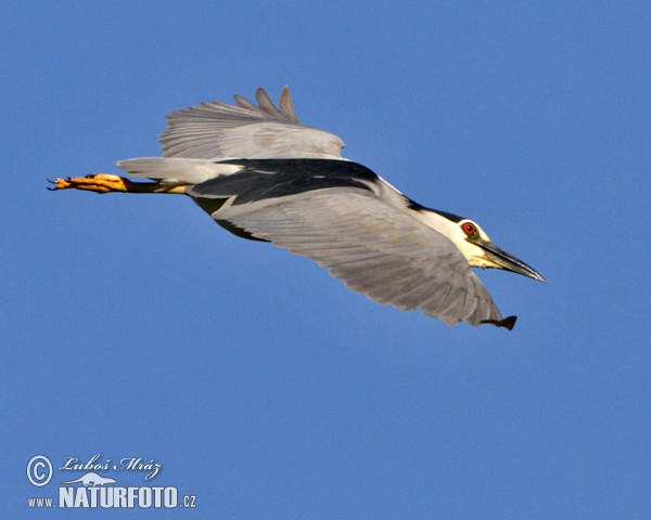 Bučiak chavkoš nočný (Nycticorax nycticorax)