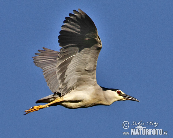 Bučiak chavkoš nočný (Nycticorax nycticorax)