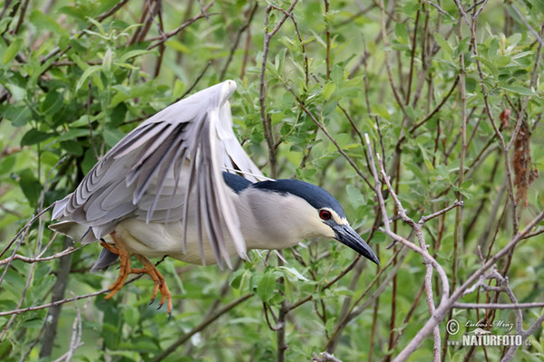 Bučiak chavkoš nočný (Nycticorax nycticorax)