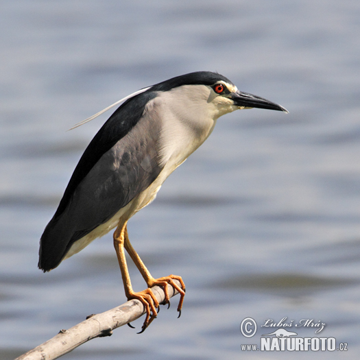 Bučiak chavkoš nočný (Nycticorax nycticorax)