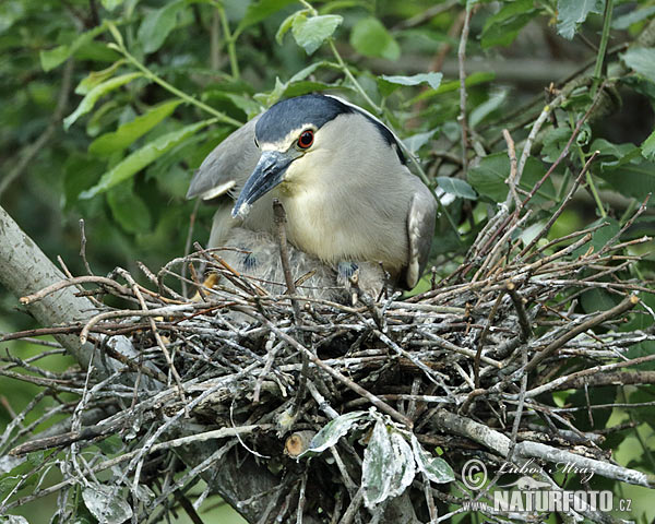 Bučiak chavkoš nočný (Nycticorax nycticorax)