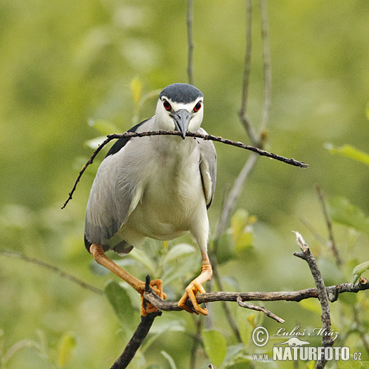 Bučiak chavkoš nočný (Nycticorax nycticorax)